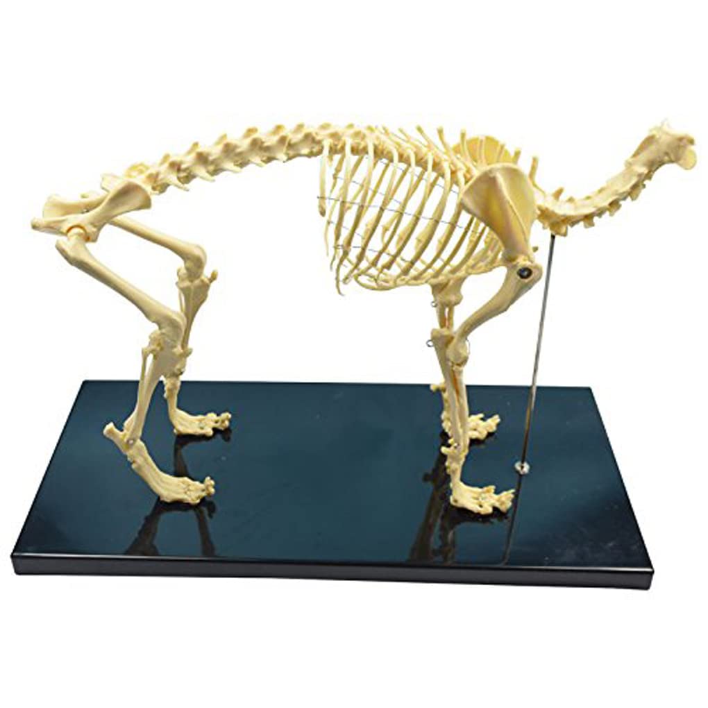 Amazon.co.jp: シミュレーション動物猫の骨格解剖学モデル猫全身骨格
